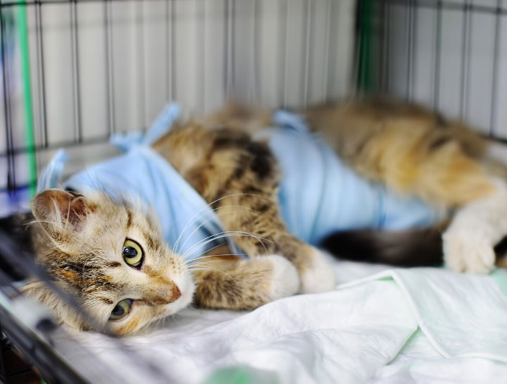 New Paltz Veterinary Surgeries